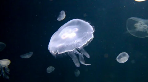 Moon jellyfish Video stock 626971