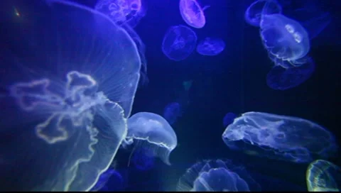 Moon Jellyfish 스톡 동영상 8555223