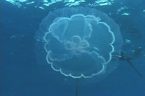 Moon Jellyfish Stock Footage 20721741
