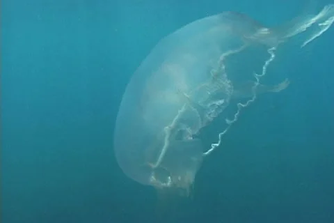 Moon Jellyfish Stock Footage 20722380