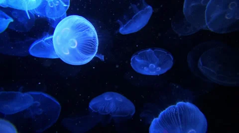 Moon Jellyfish Stock-Footage 31053091