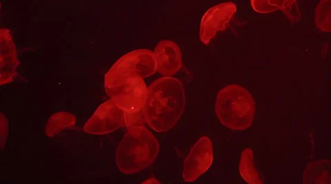 Moon jellyfish Stock Footage 34646867