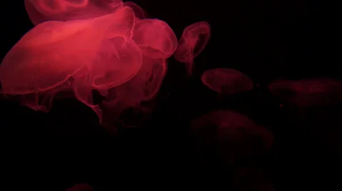 Moon jellyfish 스톡 동영상 35649973
