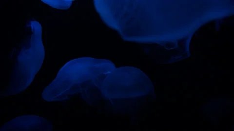 Moon jellyfish Stock Footage 35649993