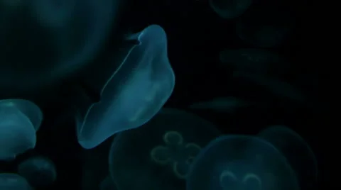 Moon Jellyfish Video stock 45935656
