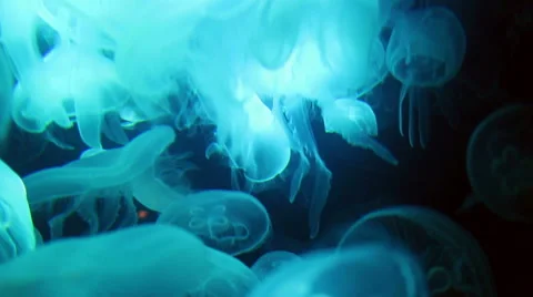 Moon Jellyfish Stock-Footage 45935704