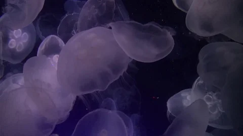 Moon jellyfish Stock Footage 70972443