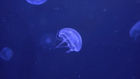 Moon Jellyfish Stock Footage 118903672