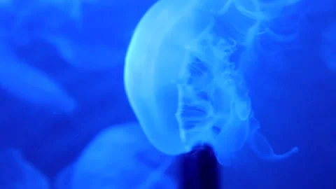 Moon Jellyfish Stock Footage 149858848