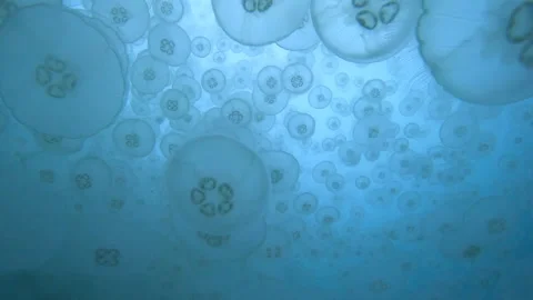 Moon Jellyfish looking up 4K Video stock 232891355