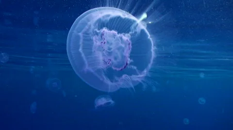 Moon jellyfish at the oceans surface Vidéo 738376