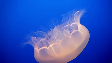 Moon Jellyfish in the Pacific Ocean Stock Footage 11024986