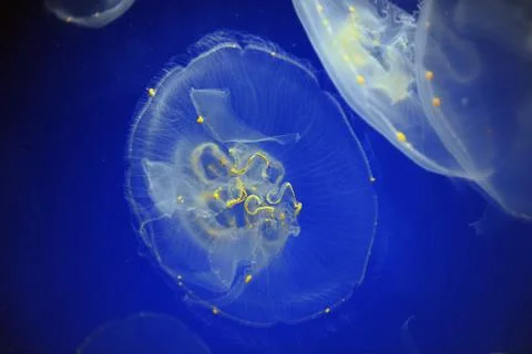 Moon jellyfish Stock Photos