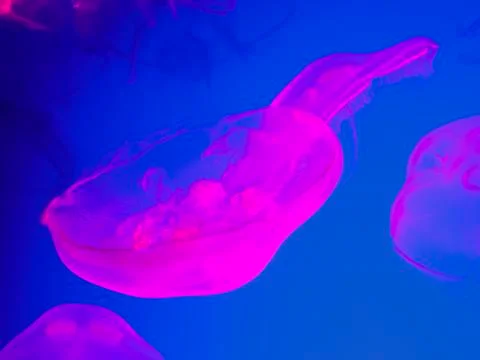 Moon Jellyfish Stock Photos