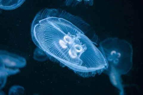 Moon jellyfish Stock Photos