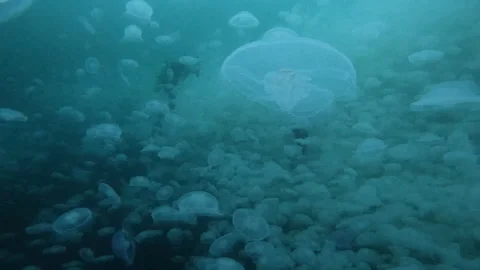 Moon Jellyfish slide with divers 2 4K Video stock 232895604