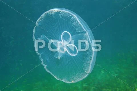 Moon jellyfish transparent underwater creature Stock Photos