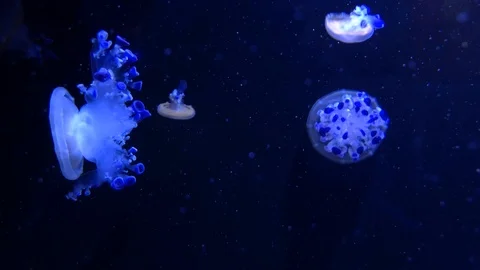 Moon jellyfish under blue lighting in an aquarium Stock Footage 93561702