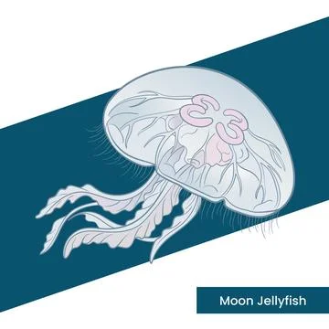 Moon Jellyfish Vector Illustration - Translucent Ocean Creature Graphics fo.. Stock Illustration