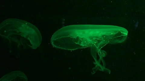 Moon jellyfishes in different light Stock Footage 100424993