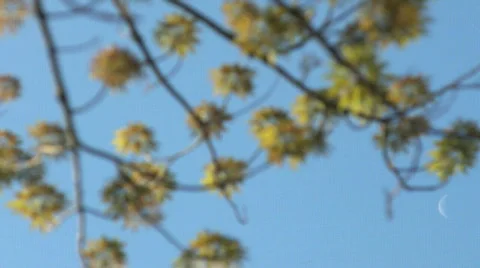 Moon Leaves Rack Stock Footage 375024