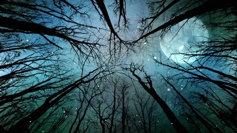 Moon Light and Snow Through the Trees 4K Stock Footage 204162464