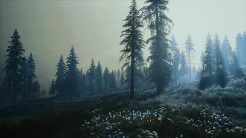 Moon light over the spruce trees of magic mystery night forest Ilustração Stock