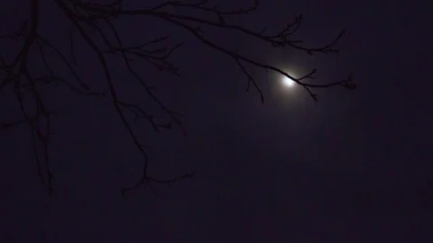 The moon lights through the branches Video stock 106445248