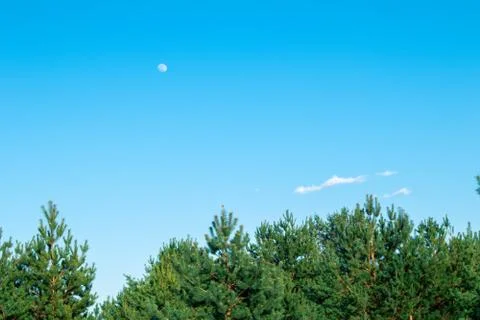 Moon. The moon on the background of trees. Pine forest. Stock Photos