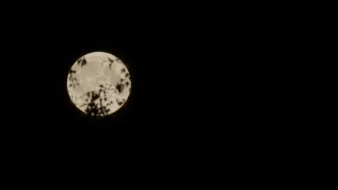 The Moon is Moving Behind the Trees Leaves 스톡 동영상 345797195