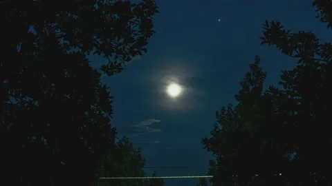 Moon in night among the trees Video stock 161402323