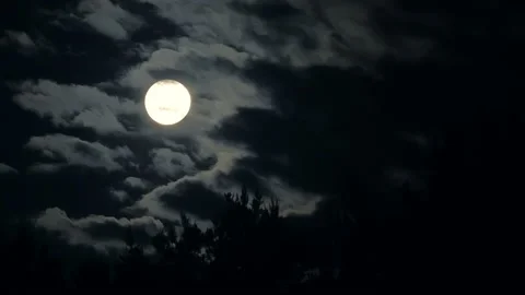 Moon night forest mystic branch dark blue tree danger wolf Stock Footage 136948706