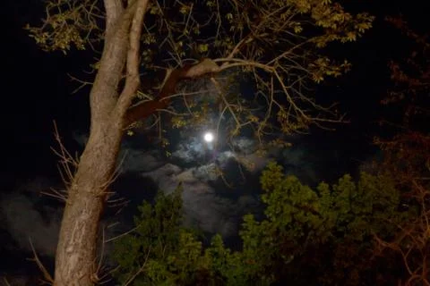 Moon in night forest Foto stock