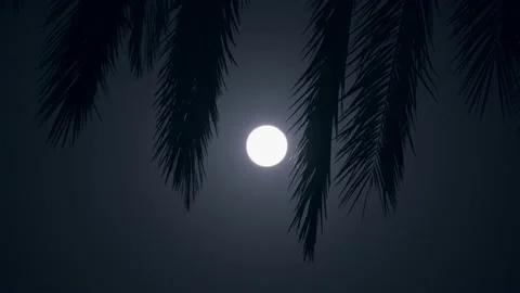 Moon in the night sky through the foliage of tropical palm trees Stock Footage 132459006