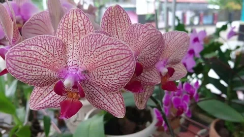 Moon Orchid flower Stock Footage 144727092