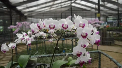 Moon orchid flower Video stock 224258453