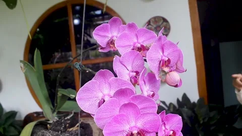 Moon Orchid Flower Stock Footage 273856385