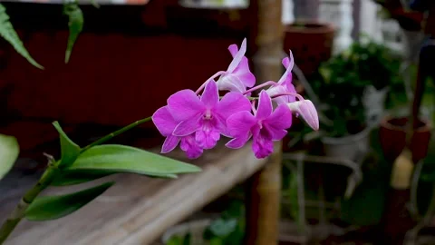 Moon Orchid Flower Stock Footage 273856387