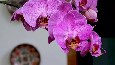 Moon Orchid Flower Stock Footage 273856722
