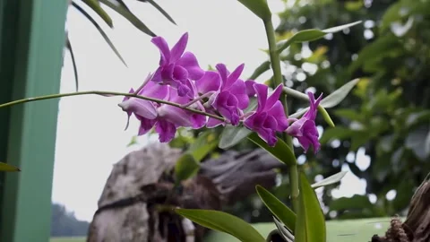 Moon Orchid Flower Stock Footage 273856839