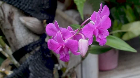 Moon Orchid Flower Stock Footage 273857228