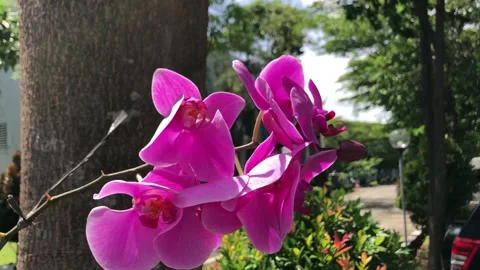 Moon Orchid Flower Stock Footage 320821021
