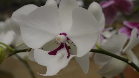 Moon orchid Video stock 224258263