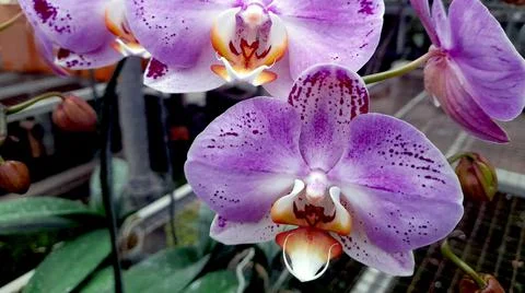 Moon orchid Stock Photos