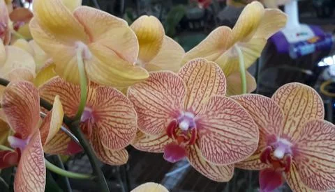 Moon Orchid 스톡 사진
