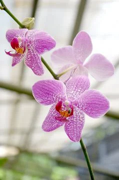 Moon orchid Stock Photos