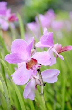 Moon orchid Stock Photos