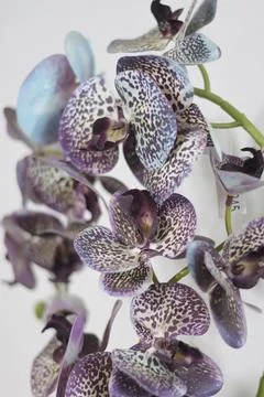 Moon orchid 스톡 사진