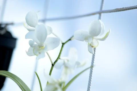 Moon orchid Stockfoto's