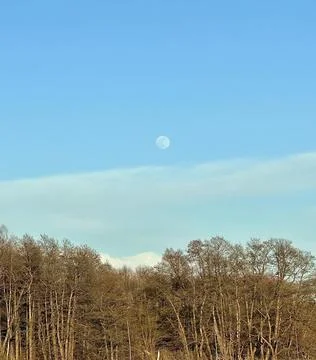 The Moon Over a Bare Forest in Daylight Stock Photos